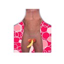 DIABLO PICANTE KINKY