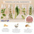 Sizegain plus 30 plantas