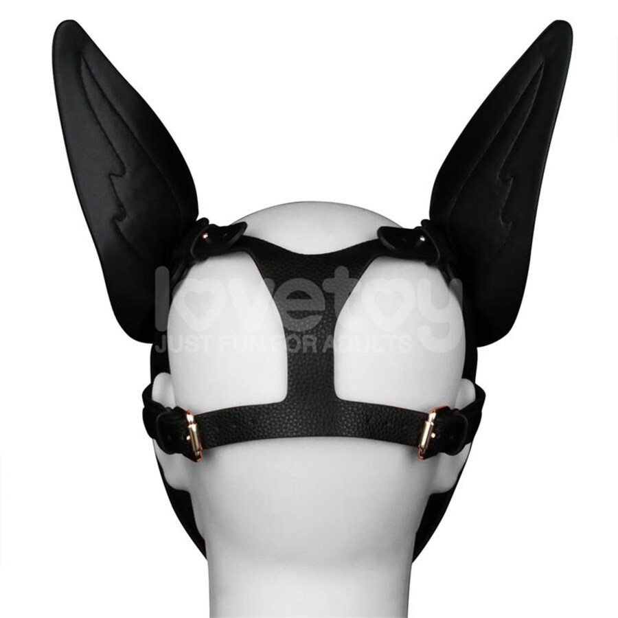 CACHORRO ALFA CICATRIZADO 9