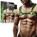 LUMINA HARNESS